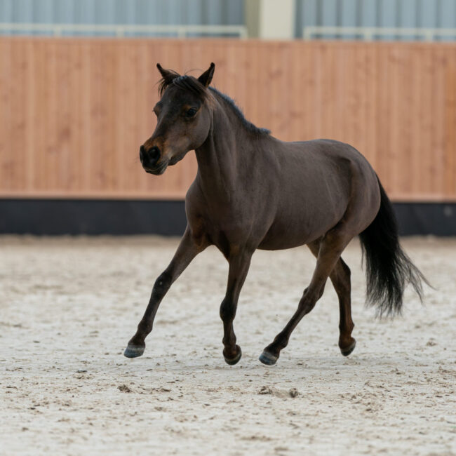 Poker Face Merryrace Acro Farm