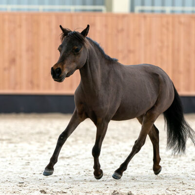 Poker Face MERRYRACE Acro Farm