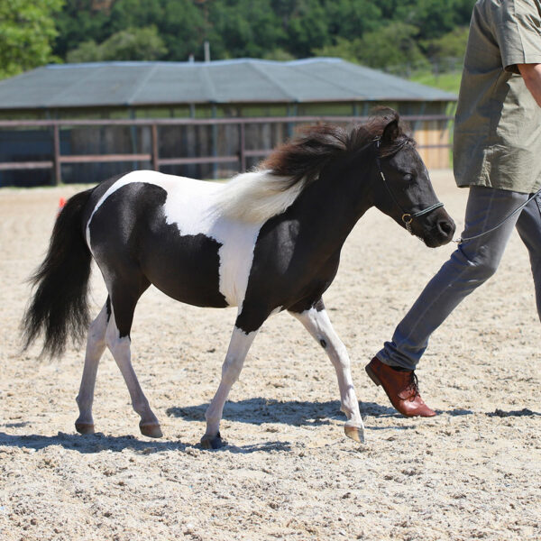 Rocket Diamond’s Crystal AZIZA